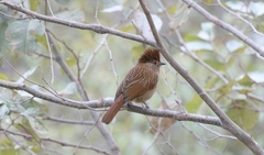 Grammatoptila striata