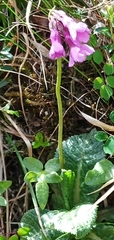 Primula miyabeana