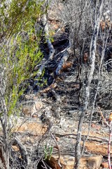 Drymodes brunneopygia