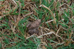 Physalaemus biligonigerus