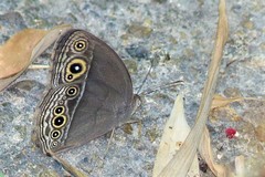 Mycalesis intermedia