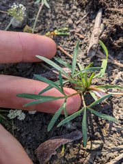 Lomatium fusiformis