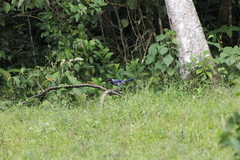 Cyanocorax violaceus