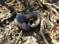 Ambystoma barbouri