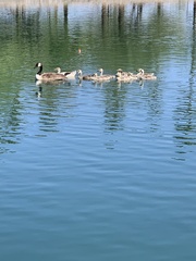 Branta canadensis