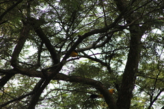 Gymnomystax mexicanus