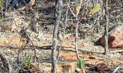 Drymodes brunneopygia