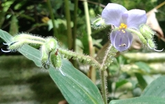 Tinantia erecta