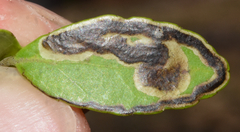 Phytomyza vomitoriae