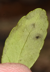 Phytomyza vomitoriae