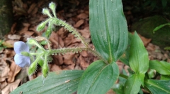 Tinantia erecta