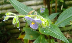 Tinantia erecta