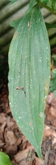 Tinantia erecta