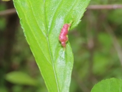 Blaesodiplosis venae