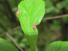 Blaesodiplosis venae