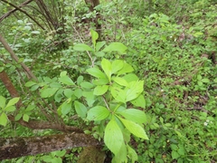 Blaesodiplosis venae