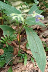 Tinantia erecta
