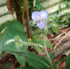 Tinantia erecta