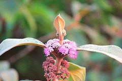 Callicarpa tomentosa