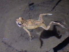 Ingerophrynus parvus