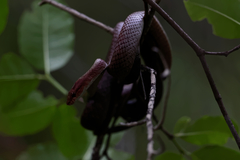 Ithycyphus