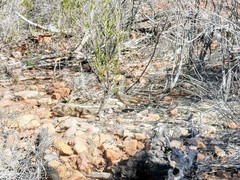 Drymodes brunneopygia