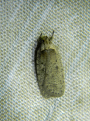 Agonopterix argillacea