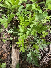 Geum laciniatum