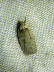 Agonopterix argillacea