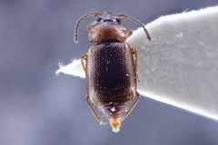 Anthobium atrocephalum