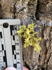 Vulpicida canadensis