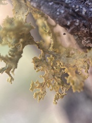 Vulpicida canadensis