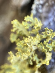 Vulpicida canadensis