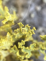 Vulpicida canadensis