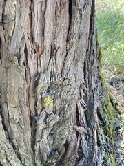 Vulpicida canadensis