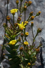 Osteospermum corymbosum