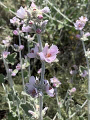 Malacothamnus arcuatus
