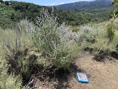 Malacothamnus arcuatus