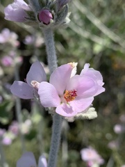 Malacothamnus arcuatus