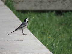 Motacilla alba