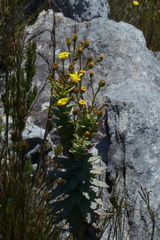 Osteospermum corymbosum