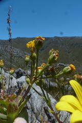 Osteospermum corymbosum