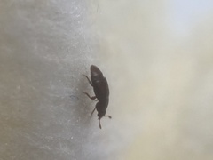 Nitidulidae