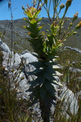 Osteospermum corymbosum