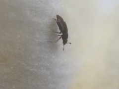 Nitidulidae