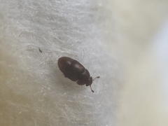 Nitidulidae
