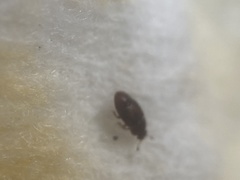 Nitidulidae