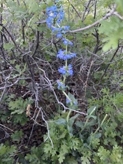Penstemon cyananthus
