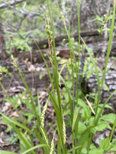Handsome sedge (Carex formosa)