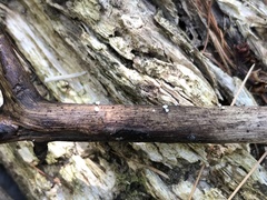 Lachnum subvirgineum